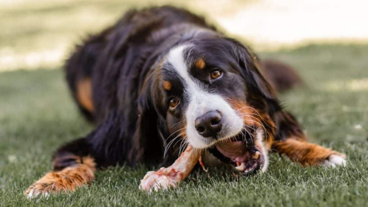 Can I Feed My Dog Raw Chicken?