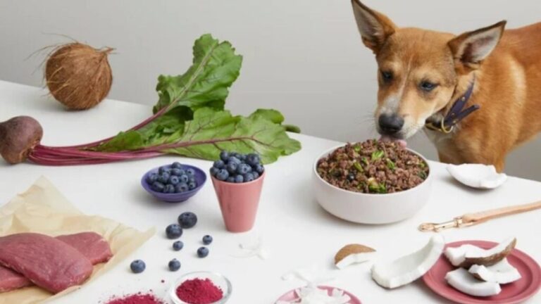 Snapshot of Inflammatory Bowel Disease Dogs Diet