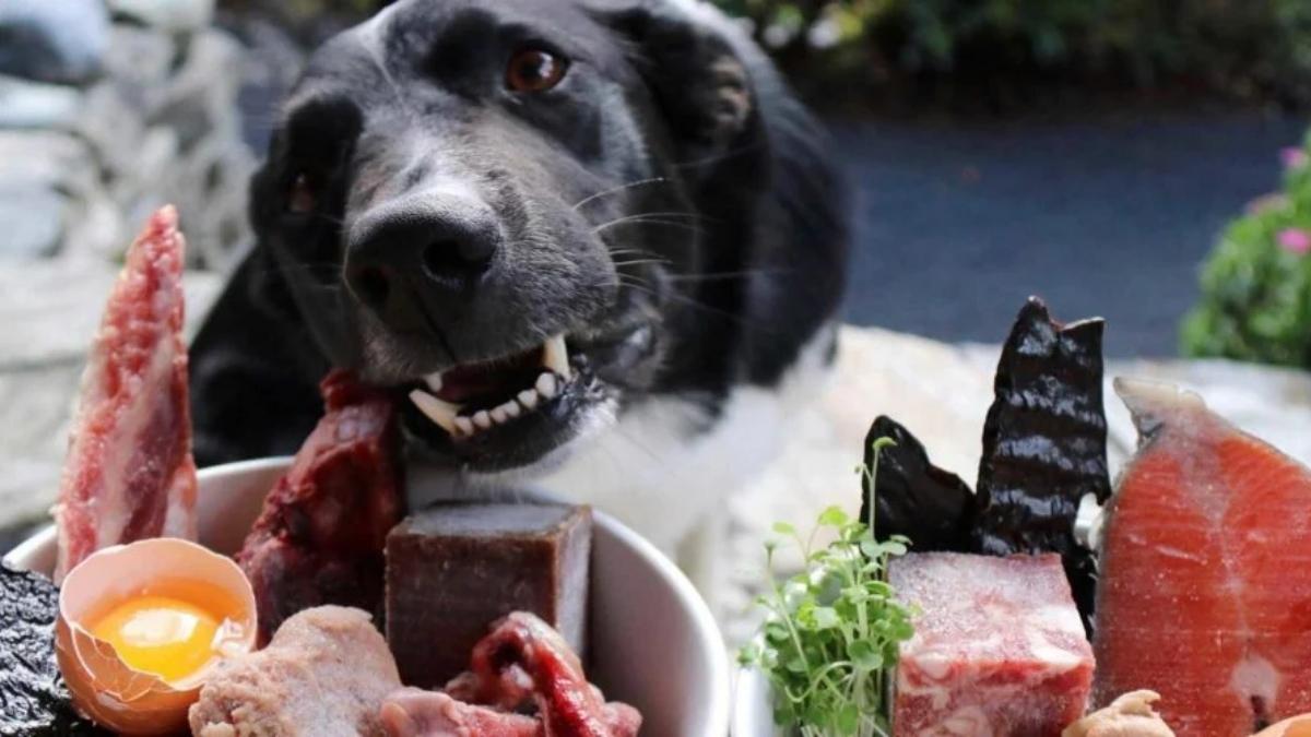 what to feed when dog has a yeast infection