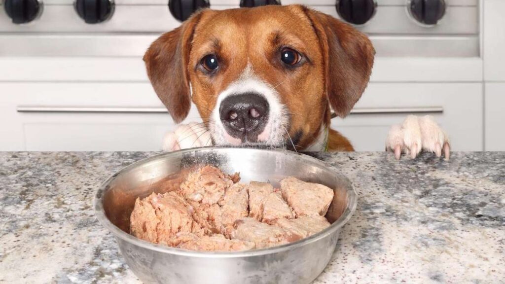 how much wet food to feed a dog per day chart