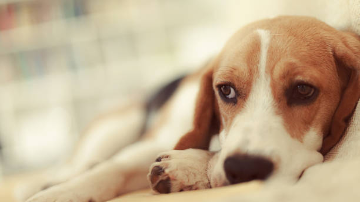 What to Feed a Sick Dog With No Appetite?