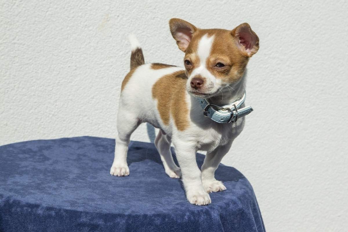 Chihuahua Dog Breed Guide