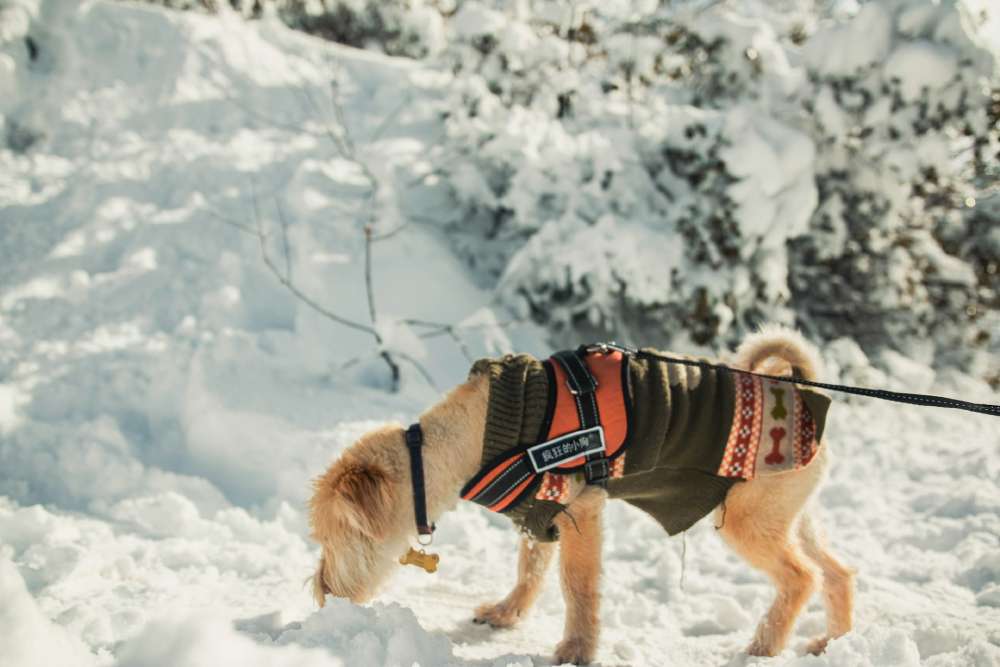 Tips for Training Your Dog with a No-Pull Harness