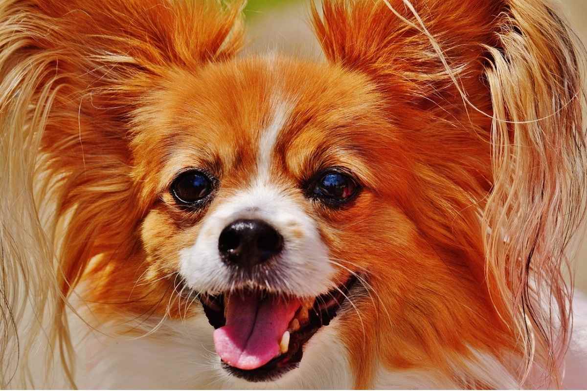chihuahua lifespan