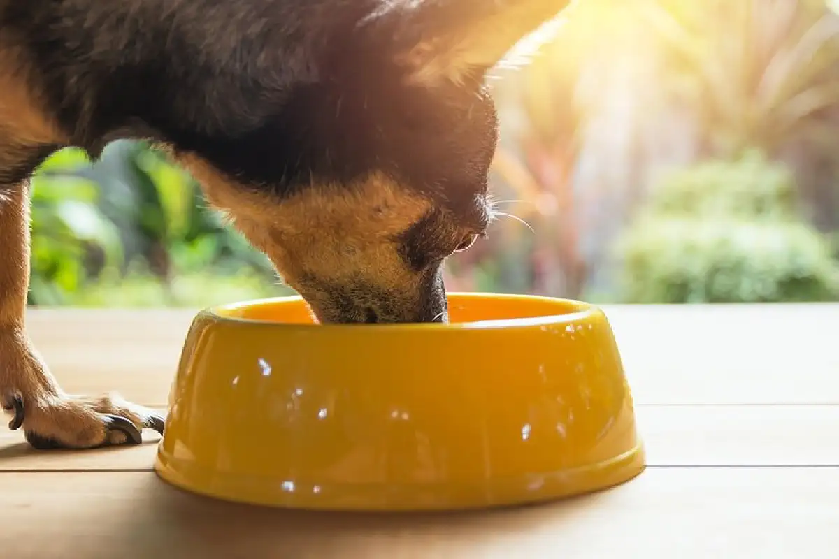 What Dogs Can Teach Us About Routine, Care, and Nutrition