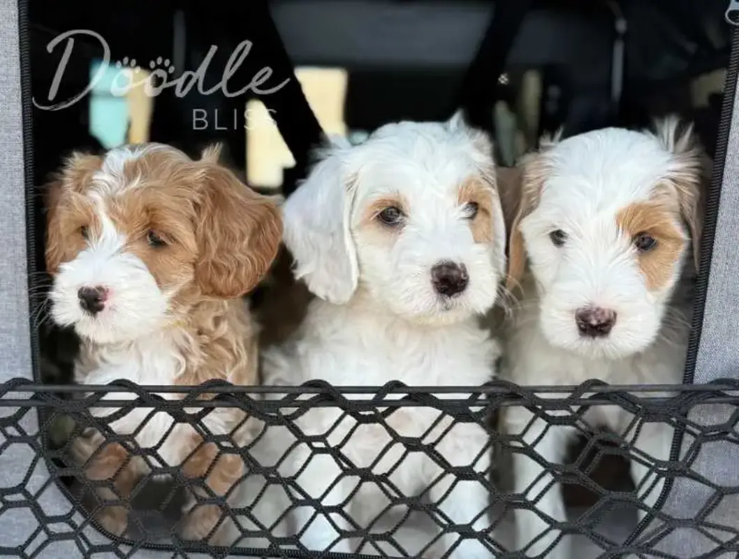 Complete Goldendoodle Personality Breakdown: What I See Every Day in This Beloved Breed