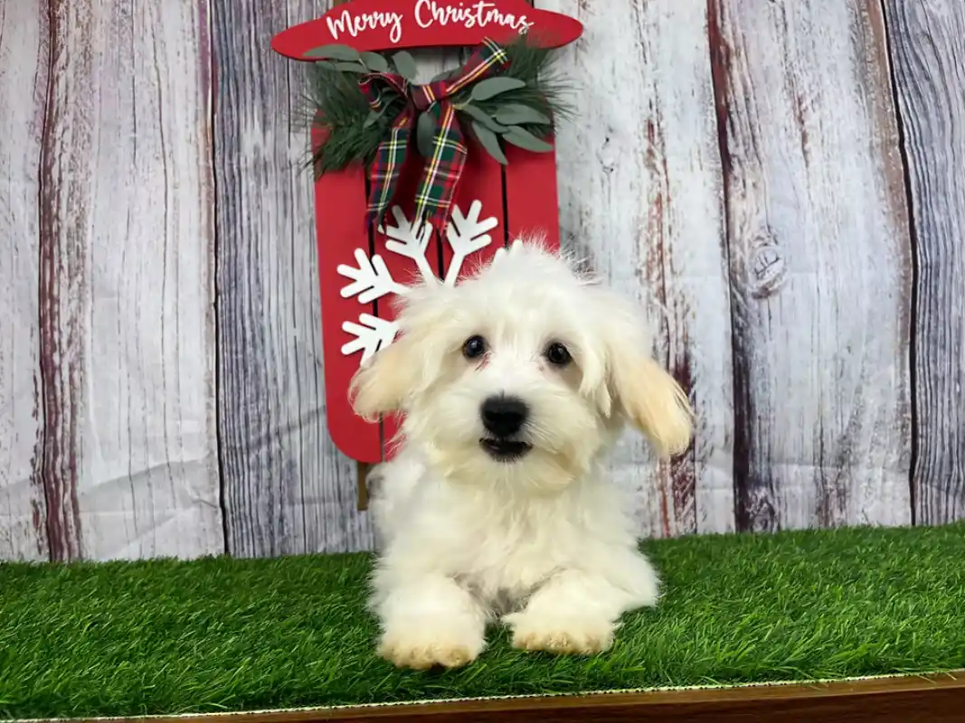 Why the Havanese Is the Perfect Family Companion: A Breeder’s Guide to Their Best Traits