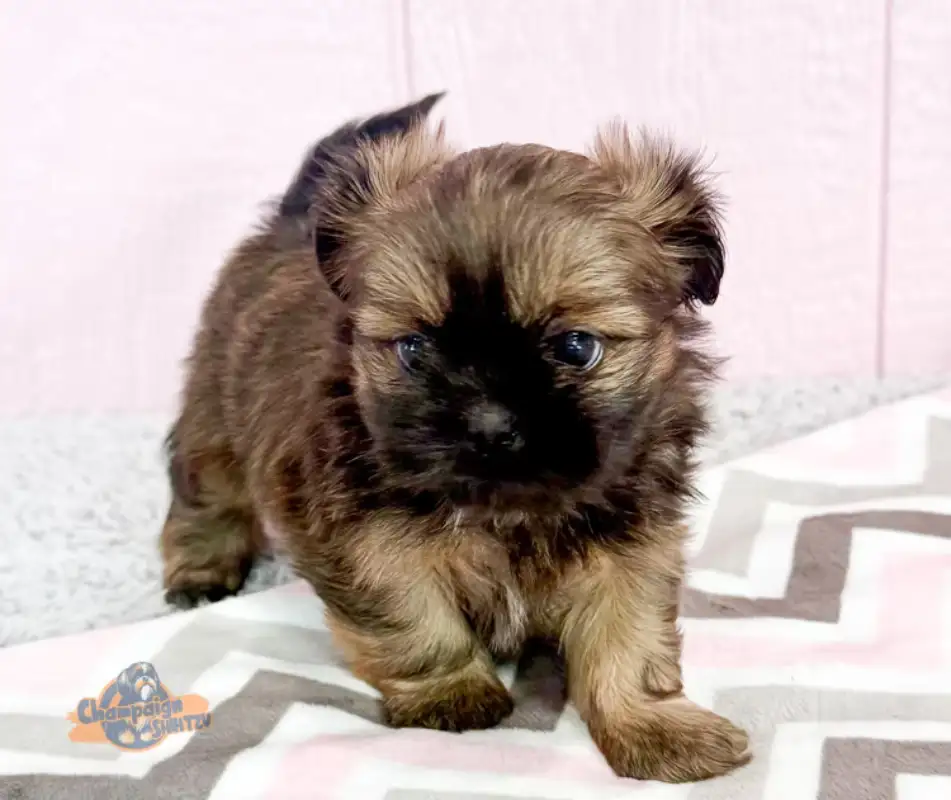 Shih Tzu Care Made Simple: Everything I Wish New Owners Knew Before Bringing One Home