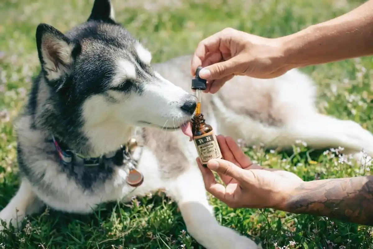 Health Benefits of Natural Ingredients in Pet Diets